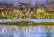 江蘇泗洪：大批候鳥(niǎo)抵達(dá)洪澤湖濕地