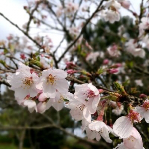 首屆南安櫻花文化旅游節(jié)開幕 休閑文化游成熱點(diǎn)