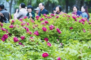 中國洛陽牡丹文化節(jié)開幕式將于4月10日晚上演