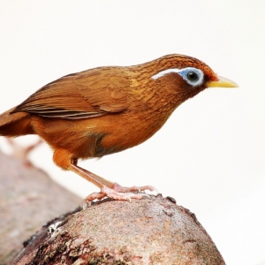 鳥類