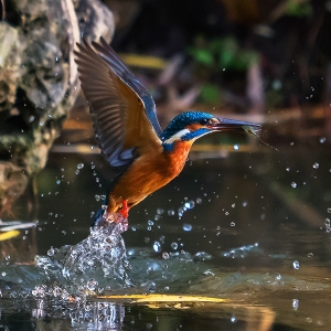 鳥類