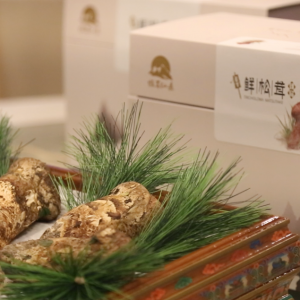 嘗鮮松茸百味，上海莊隱閣松茸品鑒會完美落幕