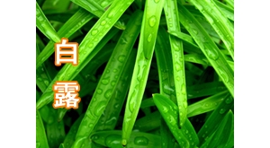 白露