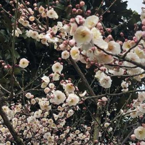 猜燈謎賞梅花 申城公園傳統(tǒng)元宵年味濃