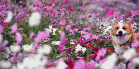 在上海周邊十大人氣賞花精彩地方