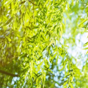 植樹節(jié)｜關(guān)于樹木30首詩歌感受不同