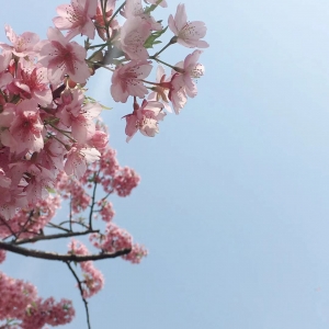 早櫻盛放 2019上海櫻花節(jié)今天開(kāi)幕