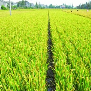 我國春播面積超2.7億畝 進(jìn)度同比持平