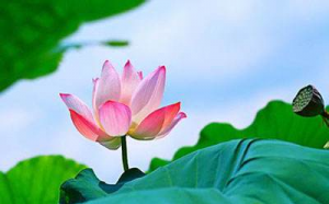 災(zāi)后詠荷