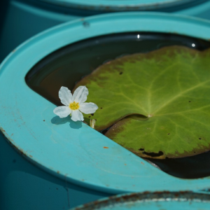 水葫蘆、星光草...辰山植物園將1200個空奶粉罐變身創(chuàng)意植物景觀