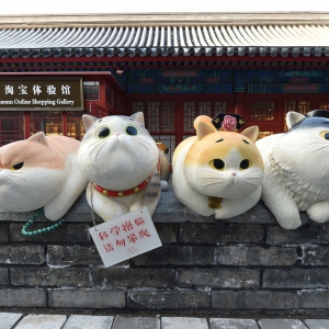 北京故宮神武門現(xiàn)巨型“御貓”萌翻眾人