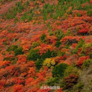 河南許昌：金秋紅葉醉游人