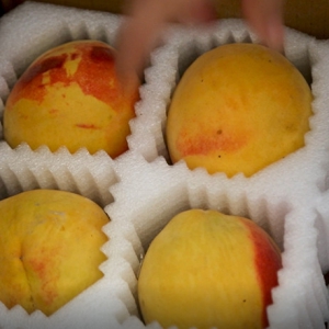 品桃游園，夏季消暑好去處