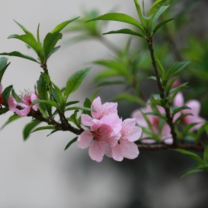 《桃花賦》簡評