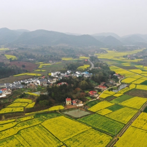 湖北荊門：油菜花開鄉(xiāng)村美